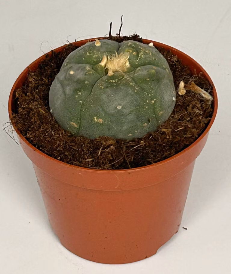 Lophophora williamsii - Peyote - Cactus peyotl - fioritura, vaso da 8,5 cm