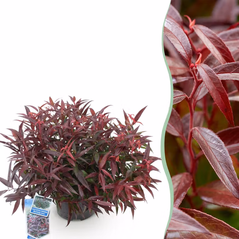 Leucothoe Burning Love - Rosso - Sempreverde - Bassa manutenzione - 35-45cm - Ø17cm - Pianta da giardino