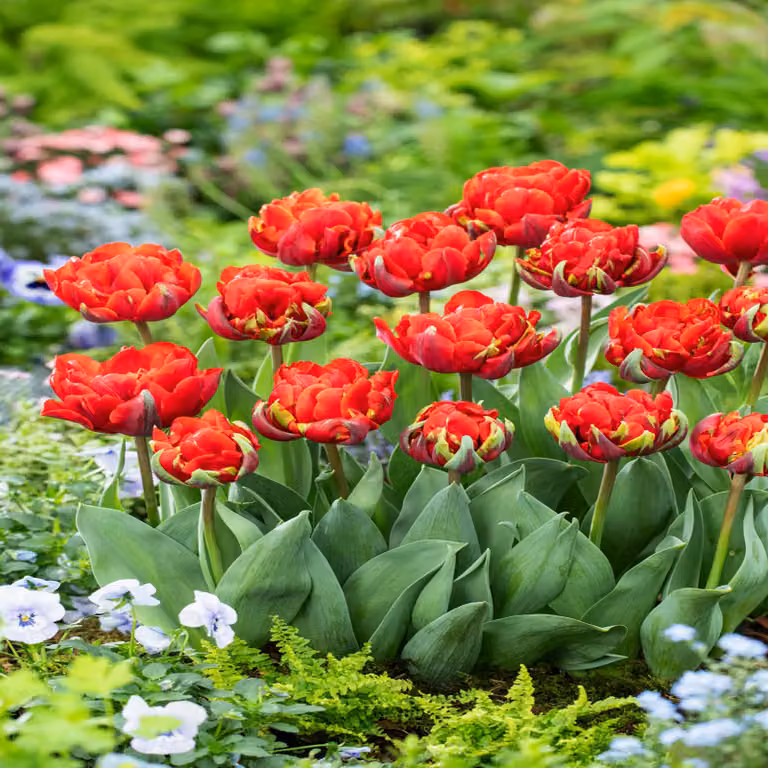 Tulipani Bulbi Fiori Tulipano doppio Bombastic Red 5 pz.