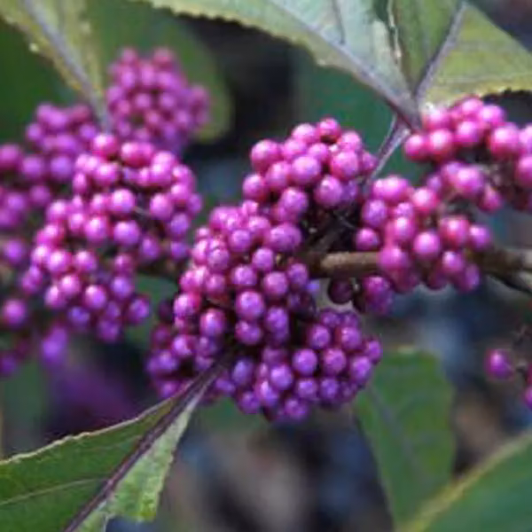 Schönfrucht - Callicarpa bodinieri 'Profusion' | 60-80 cm in vaso
