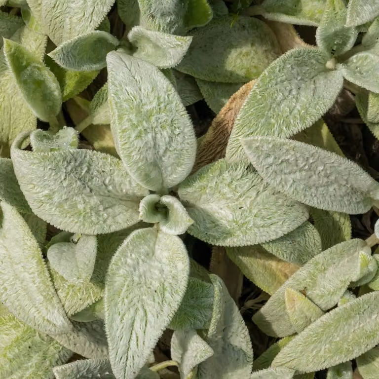 Stachys byzantina Silver Carpet - 12 piante - Ø9cm - Altezza 10-25cm - Piante