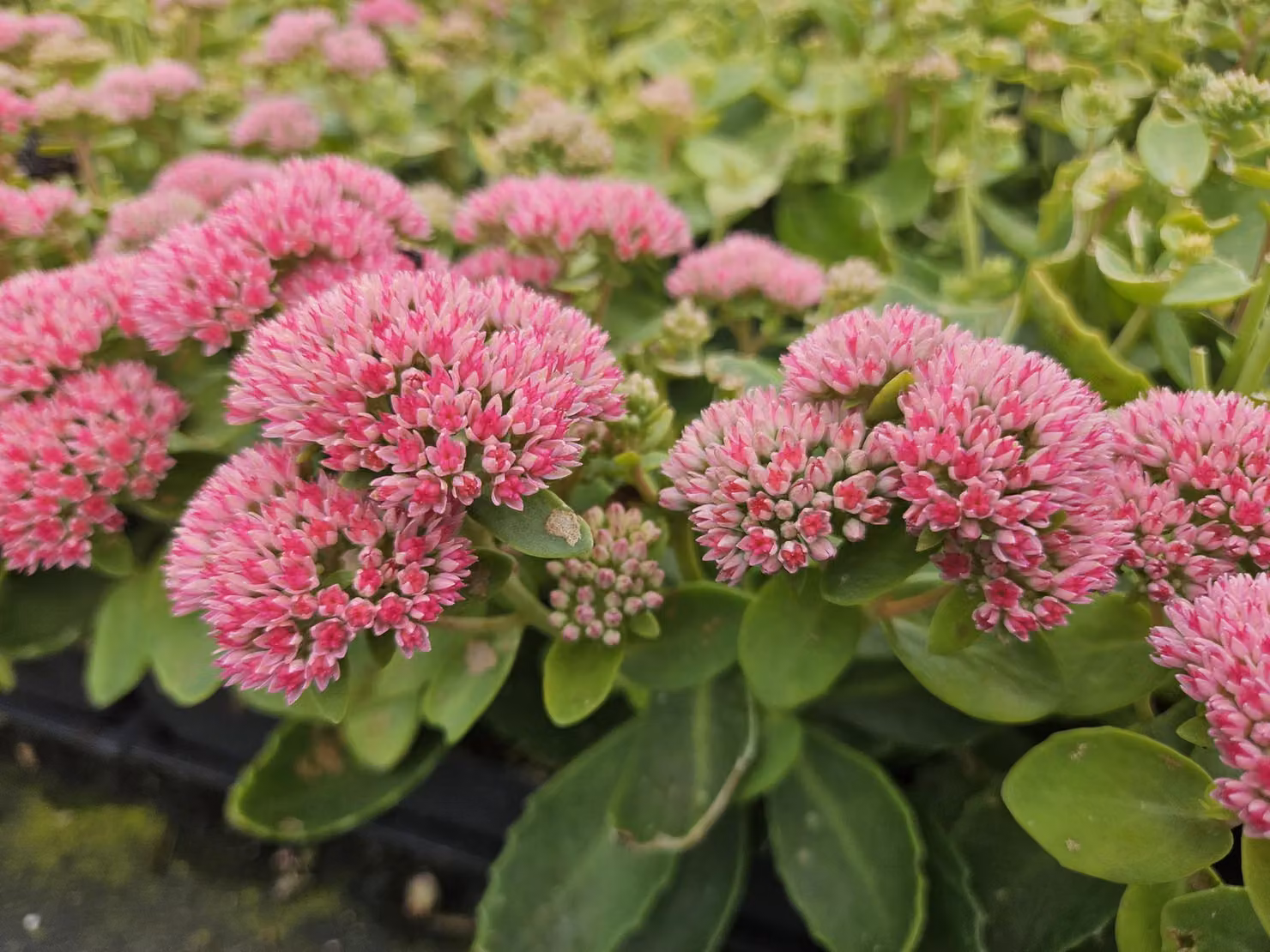 Sedum gigante 'Herbstfreude' - 24 piante, 10-25cm, Ø9cm - Decorazione