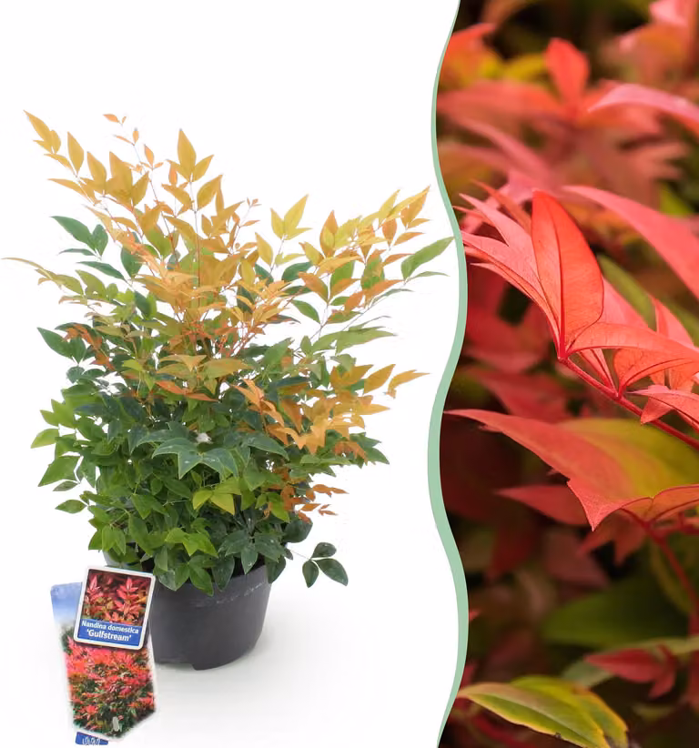 Nandina Gulfstream - Arancione - Sempreverde - Bassa manutenzione - 35-45cm - Ø17cm - Pianta da giardino