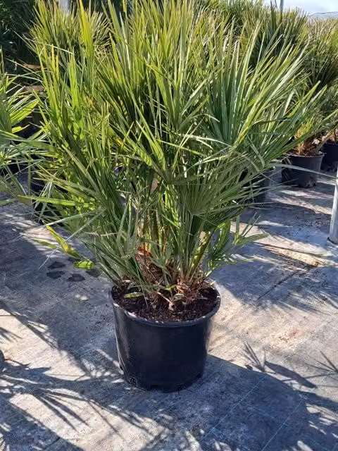 Chamaerops Humilis in vaso da 40 litri Vivaio Garden Forest per uso ornamentale indoor e outdoor