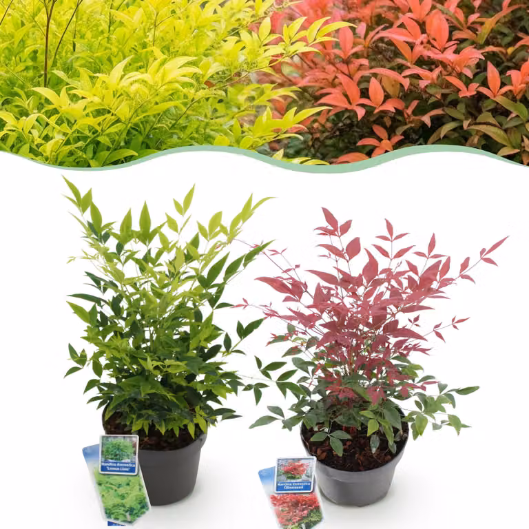 Nandina Duo - Giallo e rosso - 2 piante - Sempreverde - Bassa manutenzione - 35-45cm - Ø17cm - Pianta da giardino