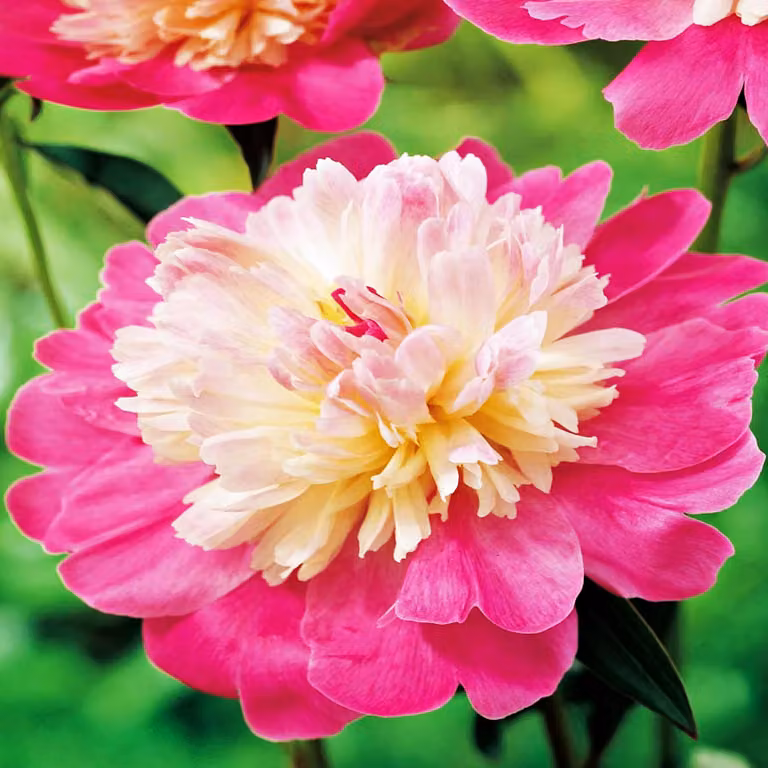 Paeonia Peonia piantina Gay Paree 1 pz Peonie piantine Profumate