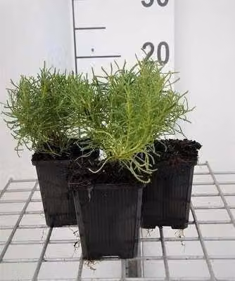 6 x Santolina rosmarinifolia (virens/viridis) - Erba sacra - vaso 9 x 9 cm
