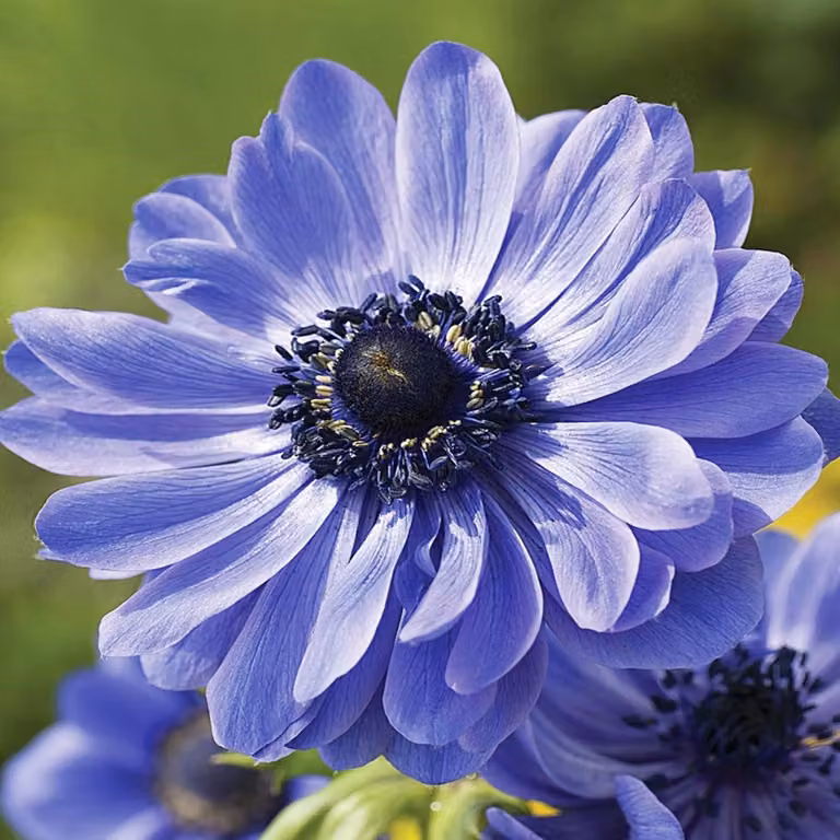 Anemone blu pieno Anemone del Signore 10 pezzi Anemoni