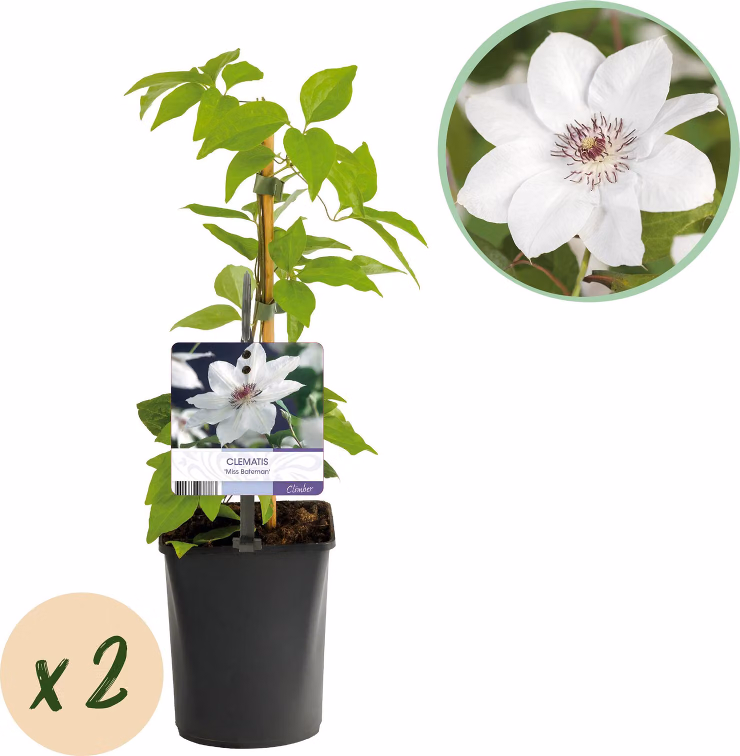 Rampicante - Clematis Miss bateman - Fiore bianco - Bassa manutenzione - 2 piante - 30-40cm - Ø10cm - Pianta da giardino