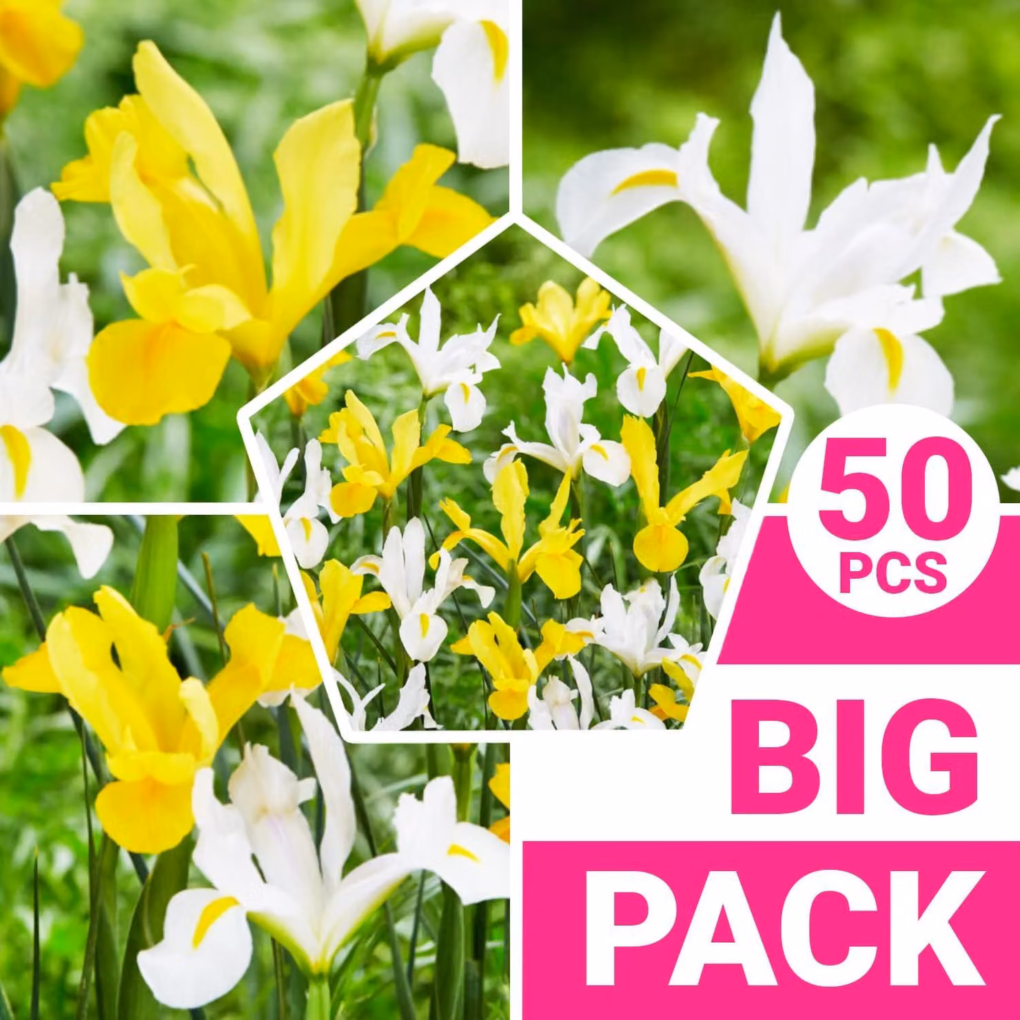 Gigli di Giada resistenti al freddo, perenni - Iris olandesi giallo-bianche - 50 bulbi - 5 varietà - Piante provenienti dall'Olanda, adatte a giardino e vaso (bulbi di grandi dimensioni, senza semi)