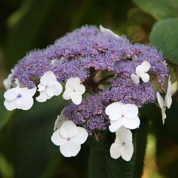 2 piante di Ortensia villosa (Hydrangea villosa), in vaso, altezza 25-30 cm