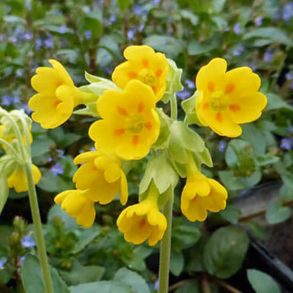 6 x Primula veris - vaso 9cm x 9cm