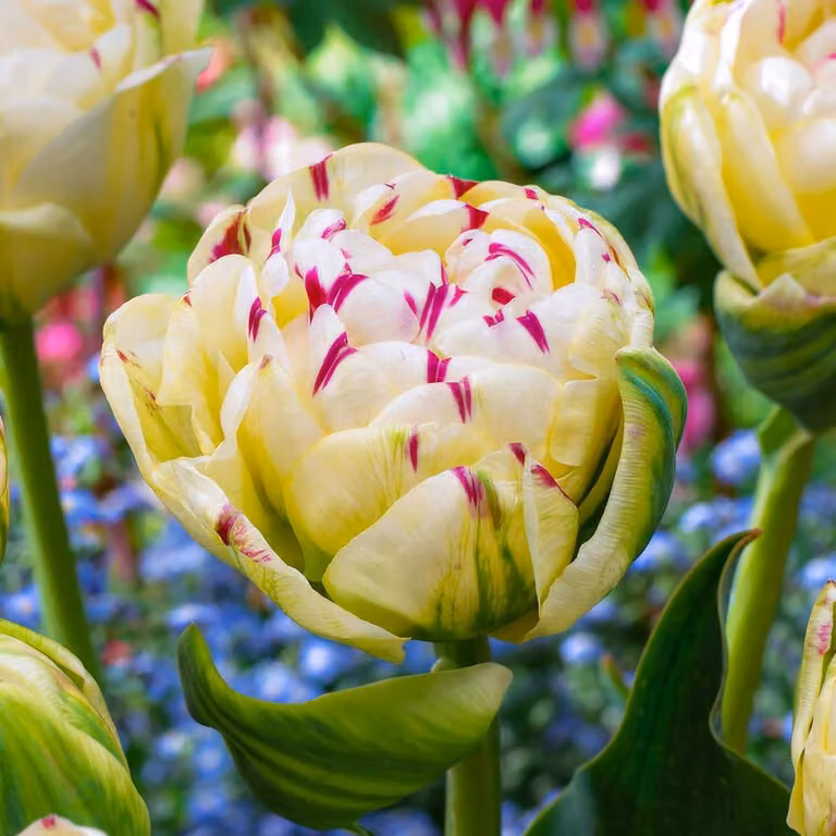 Bulbi di tulipano resistenti al freddo, perenni, doppi - Mix di bianco e rosa - 25 bulbi di fiori - Piante vere provenienti dall'Olanda - Tulipani per giardino e balcone (bulbi grandi, senza semi, non artificiali)
