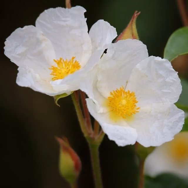 6 piante di *Cistus obtusifolius*, in vaso da 9x9 cm