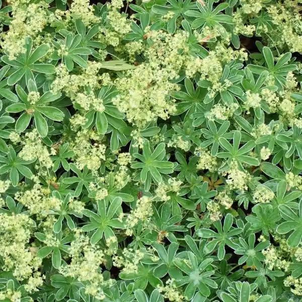 6 piante di Alpen Silbermantel (Alchemilla alpina), in vaso da 9x9 cm