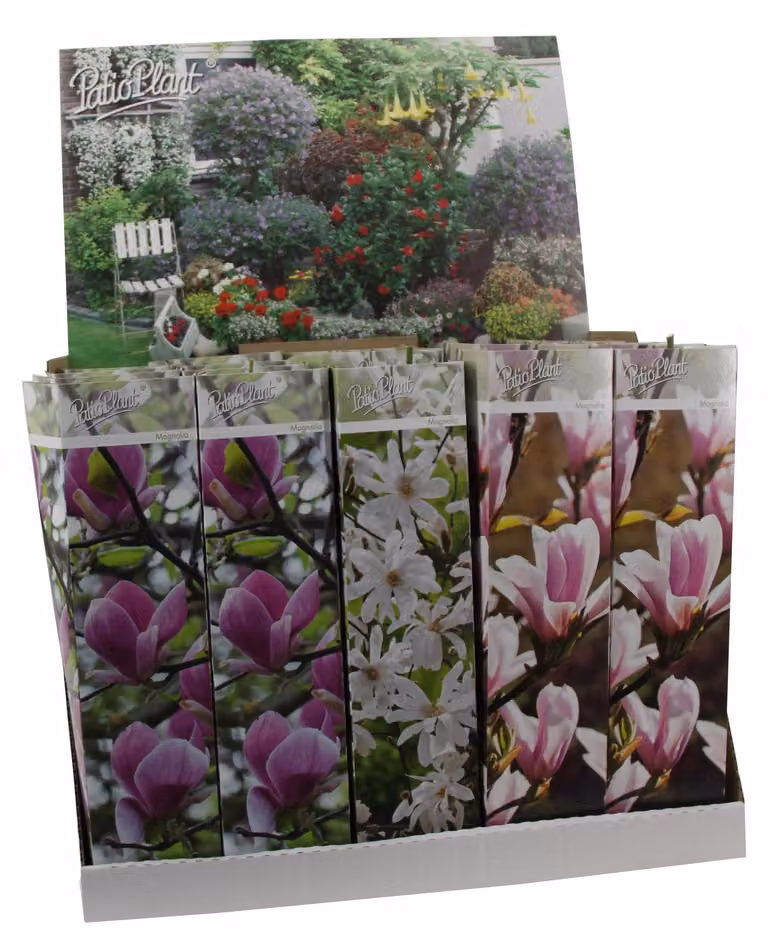 3 x Magnolie 30-40 cm 'Soulangeana', 'Susan' e 'Stellata' - piante da giardino - resistenti