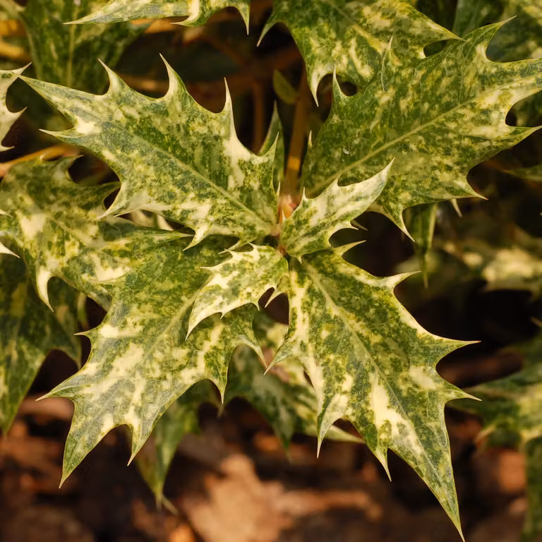 2 piante di Osmanthus heterophyllus (Osmanthus dalle foglie variegate), alte 30-40 cm, in vaso