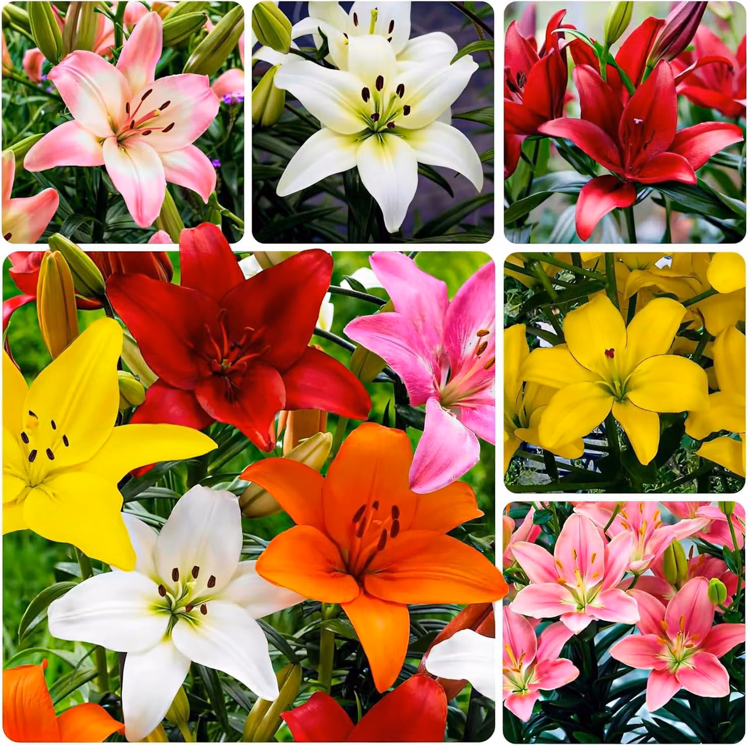 Bulbi di giglio resistenti al freddo, perenni - Collezione di gigli asiatici - 15 bulbi - Perenni e resistenti al freddo, mix di bulbi di fiori provenienti da Olanda (bulbi grandi, senza semi, non trattati artificialmente)