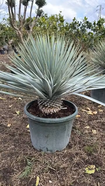 Yucca rigida vaso 40cm