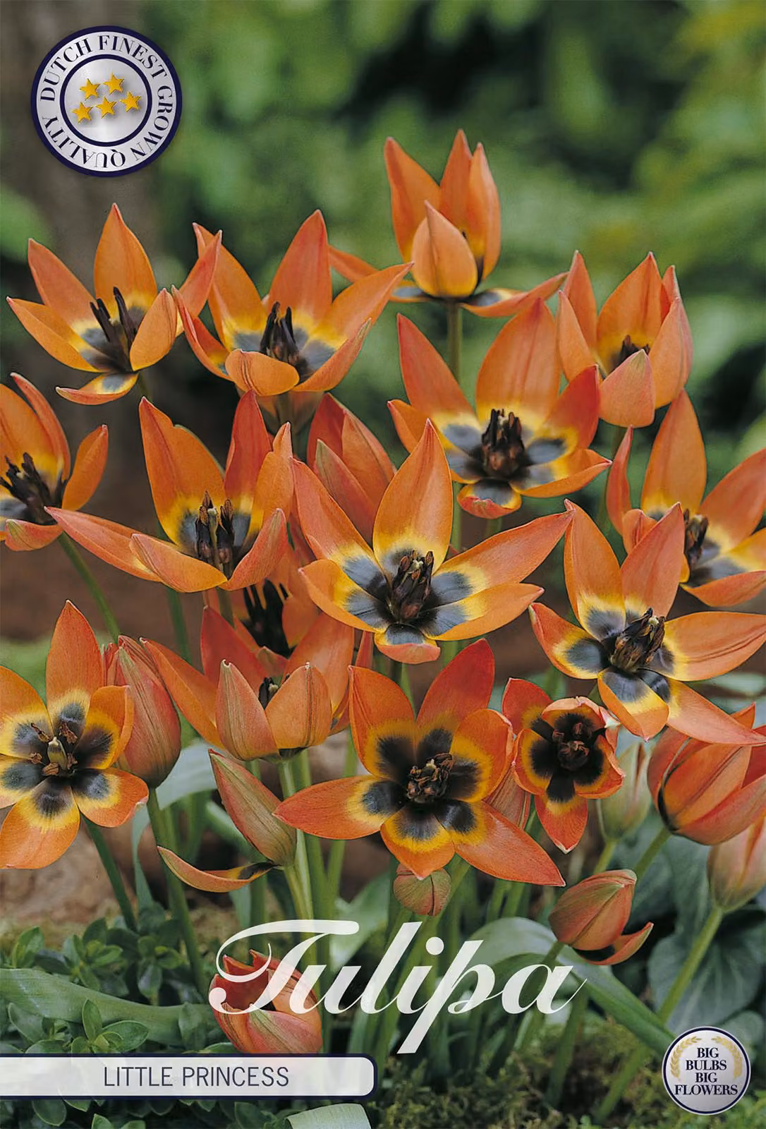 Tulipano Little Princess (10 bulbi) | Bulbi di tulipano di Sam van Schooten