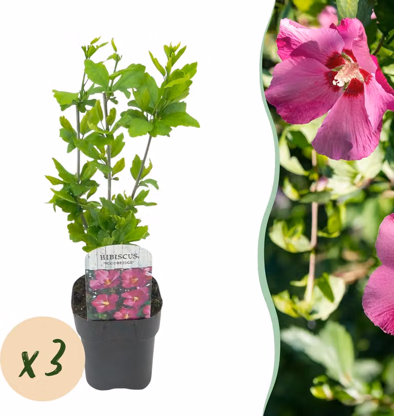 Hibiscus syriacus Woodbridge - Ibisco da giardino - Resistente - Rosa - 3 piante - 35-45cm - Ø17cm - Pianta da giardino