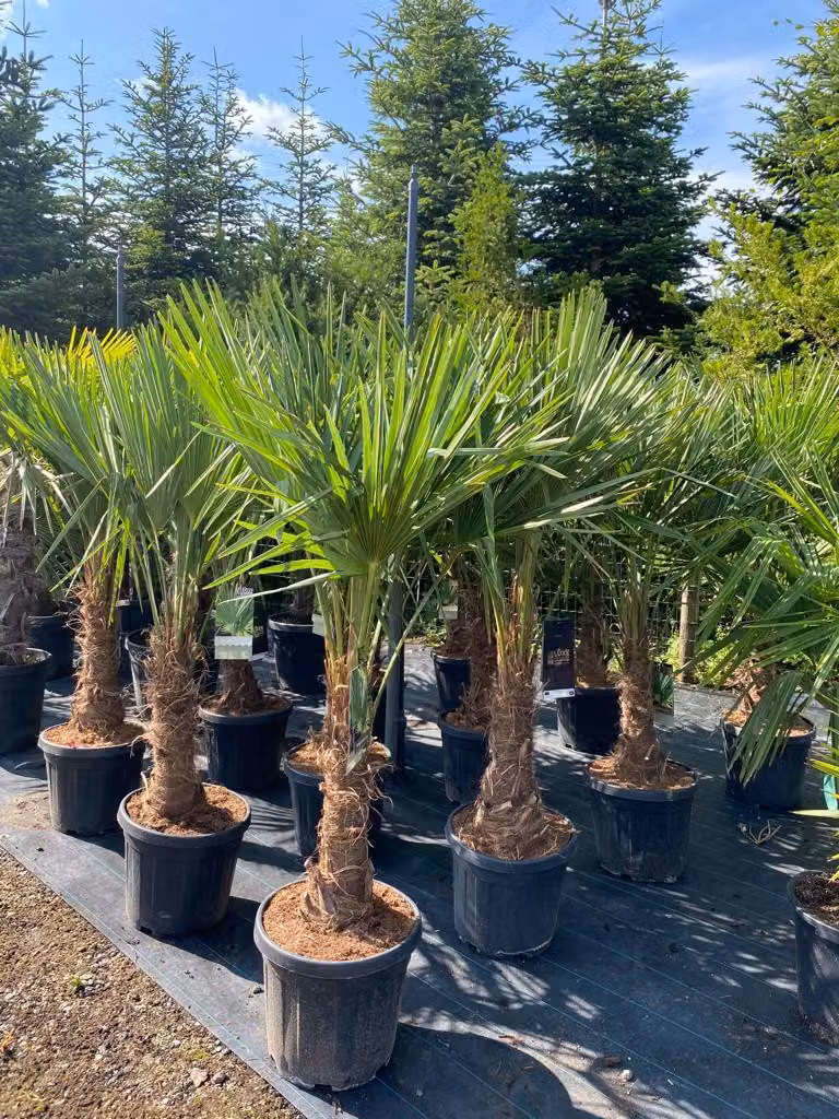 Trachycarpus Fortunei Palma a ventaglio cinese, 140-160 cm, altezza tronco 30-35 cm, resistente fino a -18°C, vaso Ø 33 cm