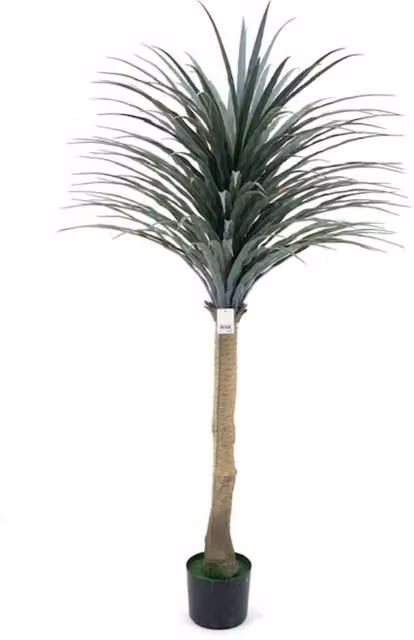 Pianta ornamentale Dracena con vaso in plastica verde e grigio Effezeta Italia, Altezza: 150 cm