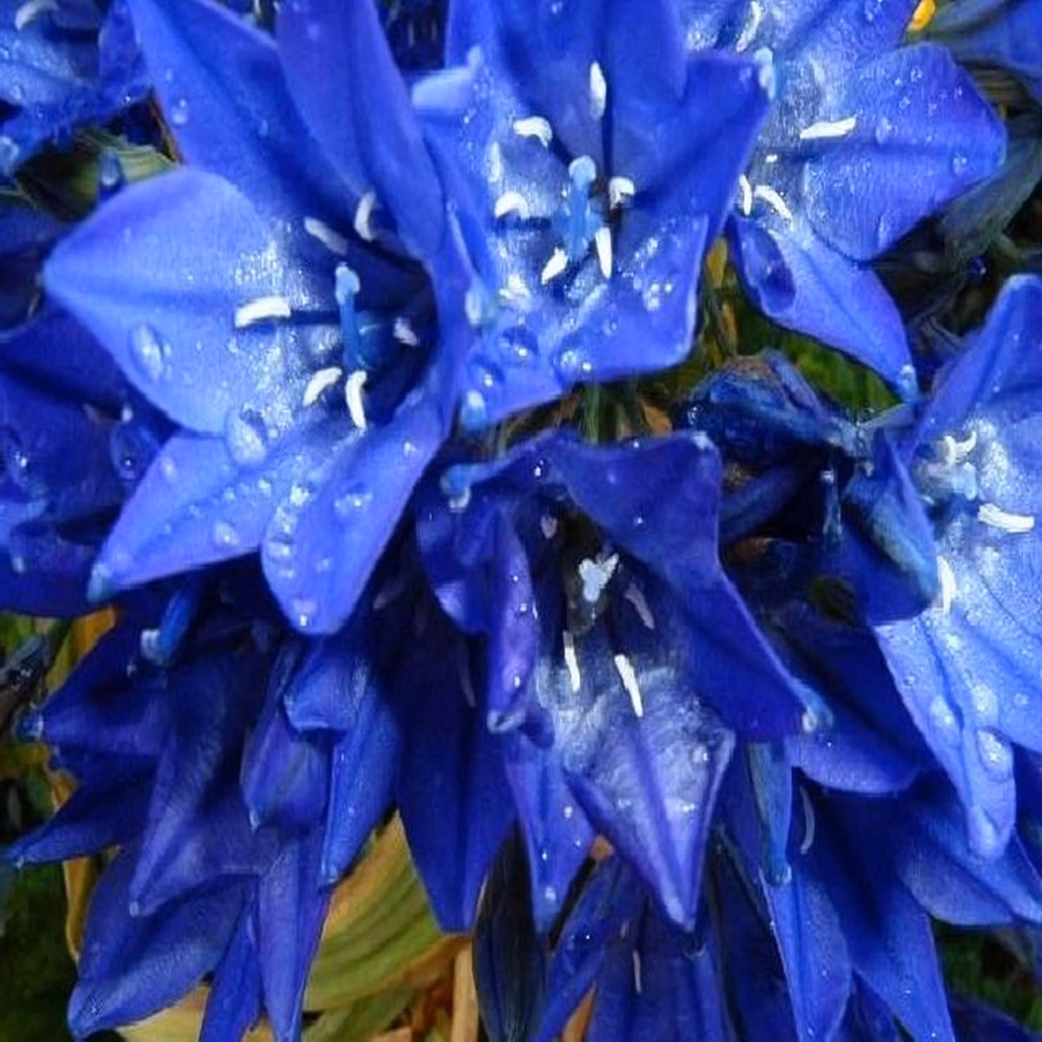 Bulbi di fiori di giacinto Bulbi di fiori Brodiaea Queen Fabiola 10 pz.
