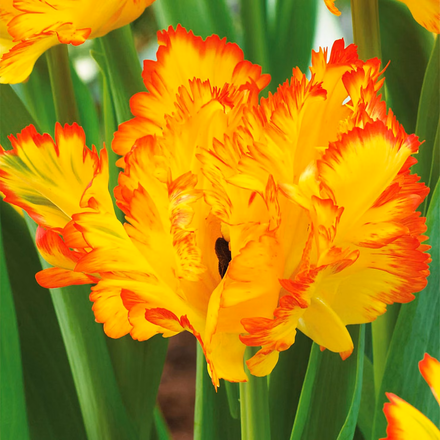 Tulipani Bulbi da fiore Fiori Pappagallo tulipano Carribean Parrot 5 pz.