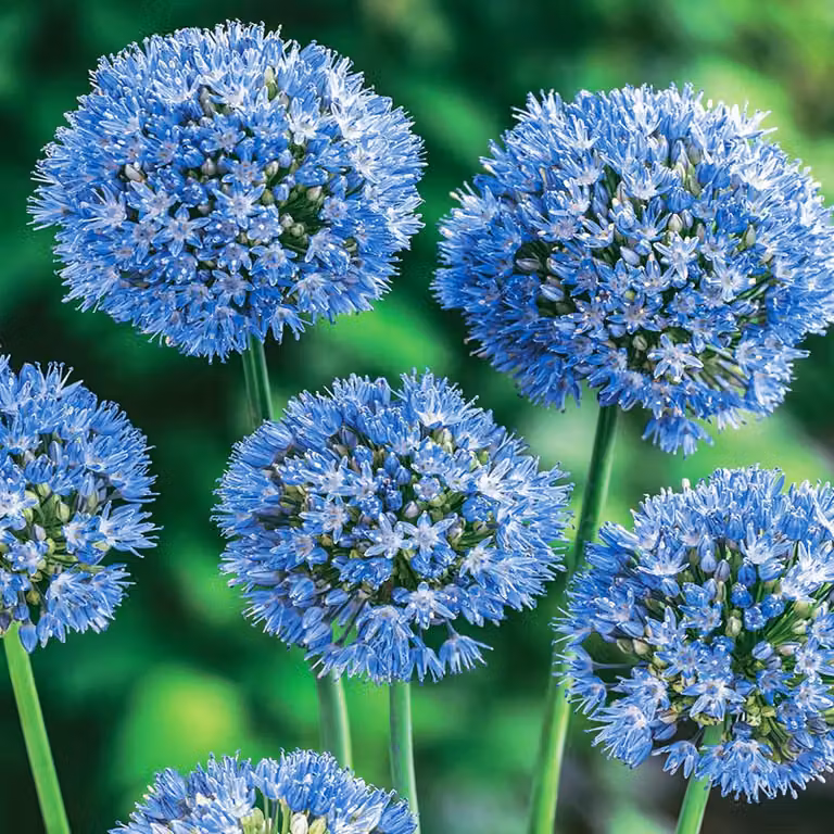 Bulbi da fiore Bulbi Porro ornamentale Allium Caeruleum 10 pz.