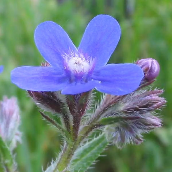 6 piante di "Große Ochsenzunge" (Anchusa azurea 'Dropmore'), vaso da 9x9 cm