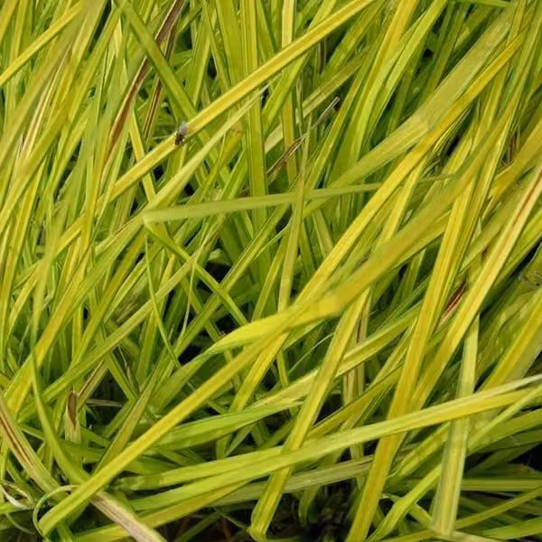 6 piante di Carex elata 'Aurea' (giunchillo dorato) | Vaso da 9x9 cm
