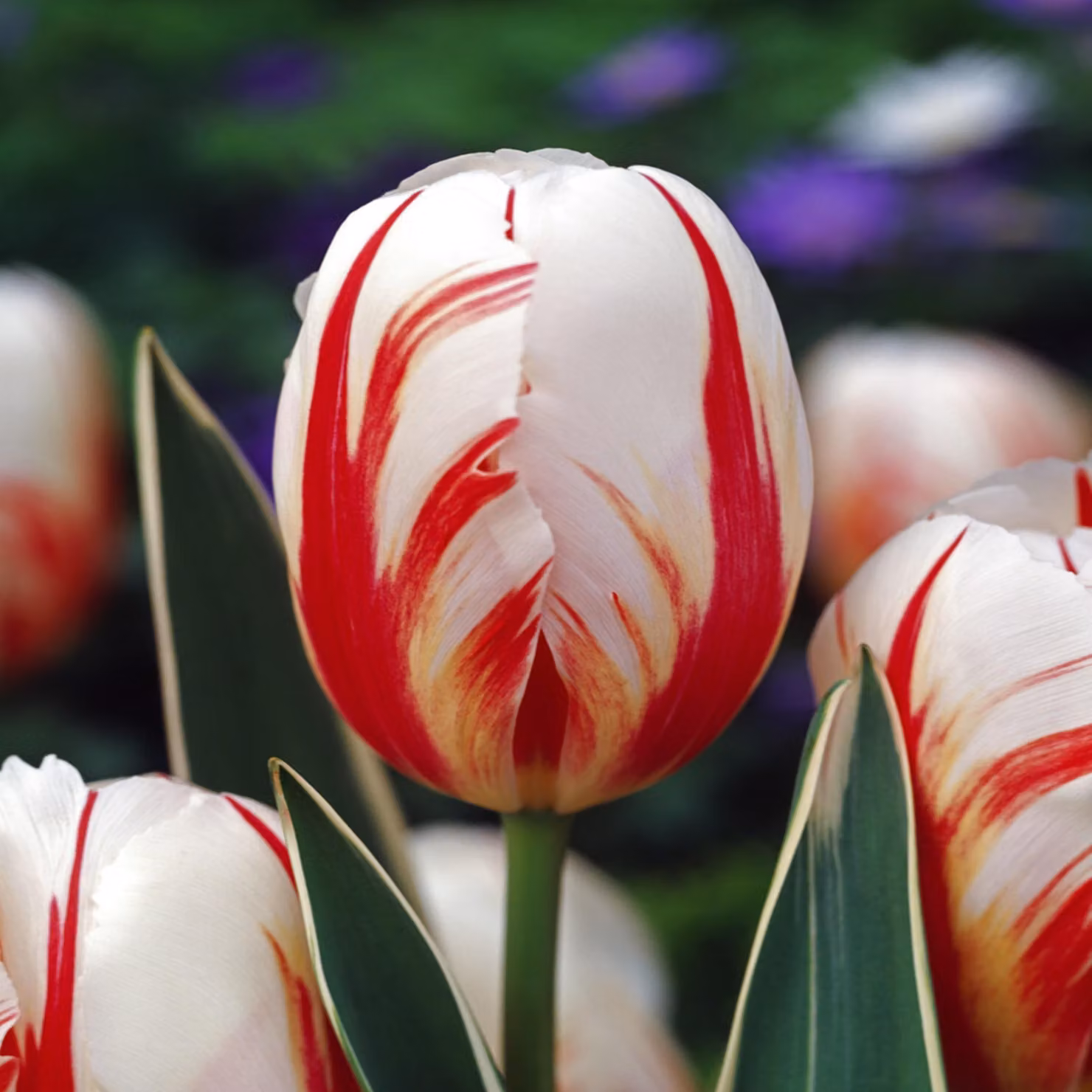 Tulipani Bulbi di fiori Bulbi di fiori Tulipani Carnaval De Rio 5 pz.