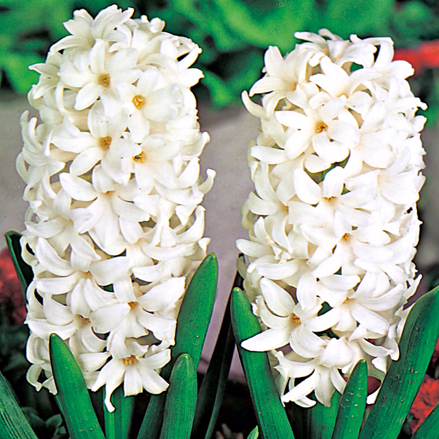 Bulbi di giacinto Bulbi di fiori Hyacinthus bianco XXL 3 pz.