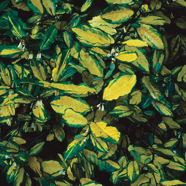 2 piante di *Elaeagnus pungens* 'Maculata', varietà variegata, in vaso, altezza 30-40 cm