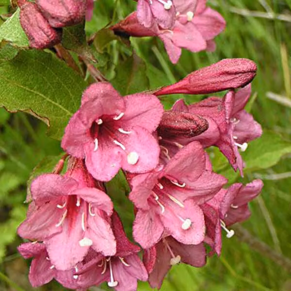 2 piante di Weigela - Weigela florida 'Victoria' | Altezza: 50-60 cm, fornite in vaso