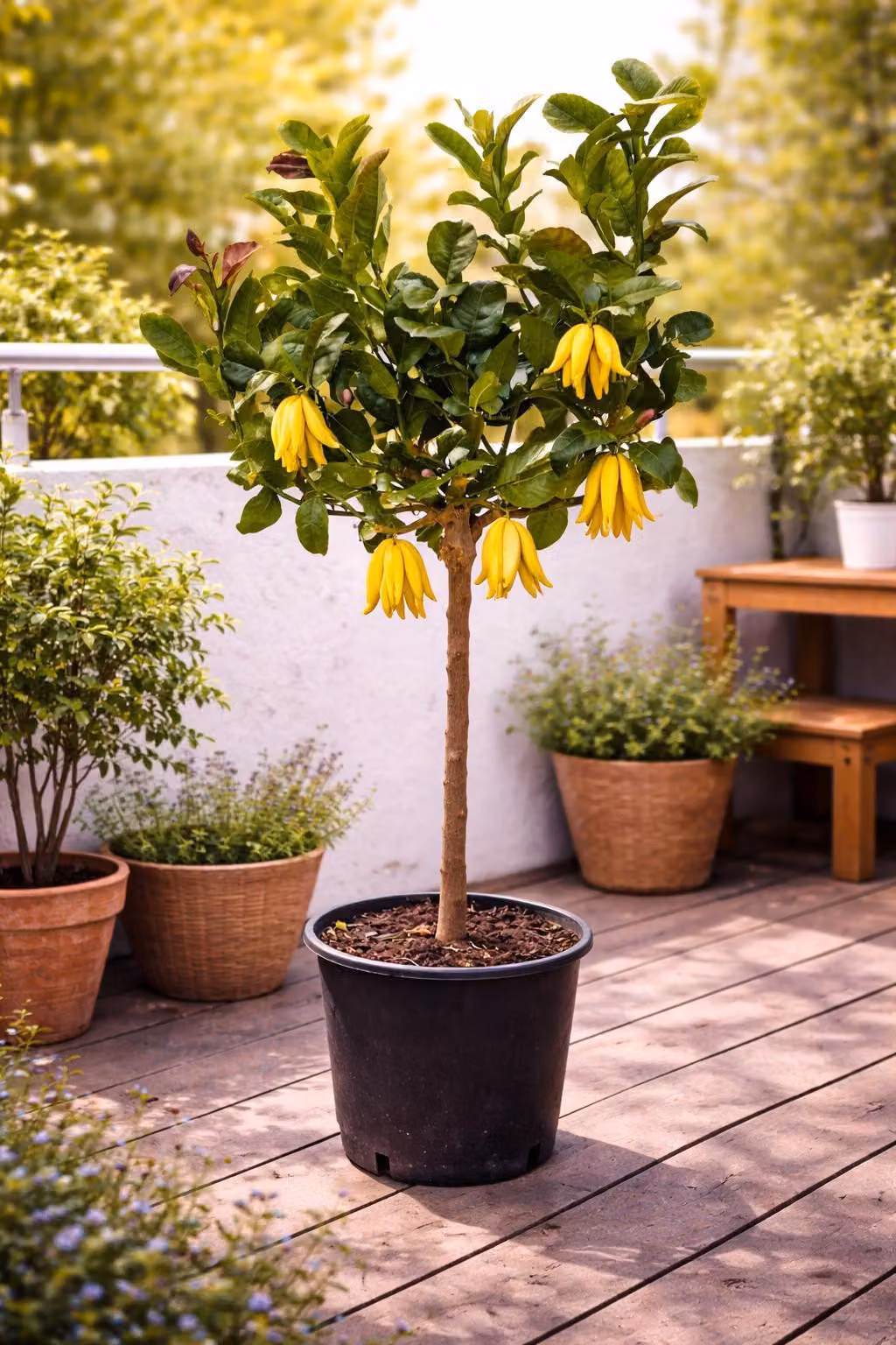 Limone "Mano di Buddha" 130–170 cm Pianta di agrumi esotica, profumata, parzialmente resistente al freddo, albero di limoni per giardino, balcone e vaso