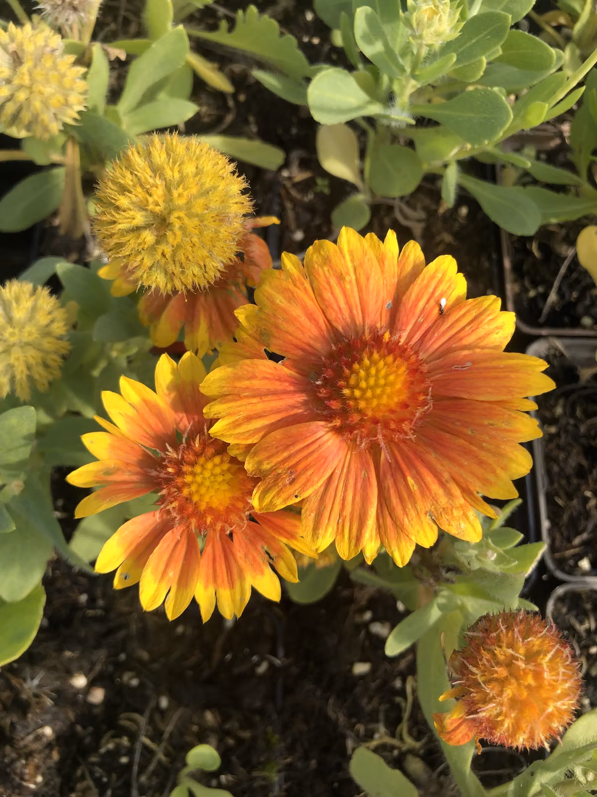6 x Gaillardia 'Arizona Apricot' - Fiore a coccarda - vaso 9x9 cm
