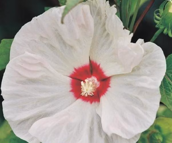 XXL Hibiscus moscheutos 'Old Yella' ® Ibisco gigante Ibisco arbustivo