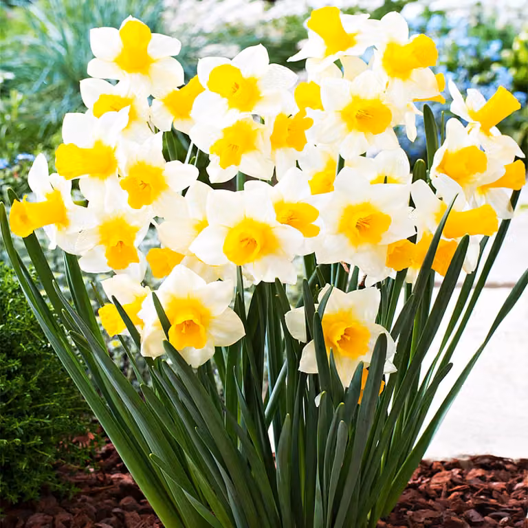 Narciso basso Eco dorato 5 pz. Bulbi di narciso Bulbi di fiori