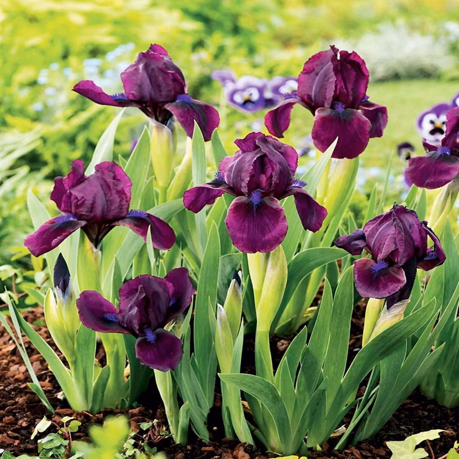 Iris Pumila Nisko Cherry Garden 1 pz Iris piantine di iris Iris
