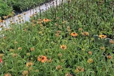 6 x Echinacea purp. 'Tangerine Dream'® - Sonnenhut - Topf 9 x 9 cm
