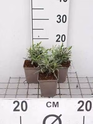 6 x Lavandula int. 'Alba' - Lavanda - vaso 9 x 9 cm