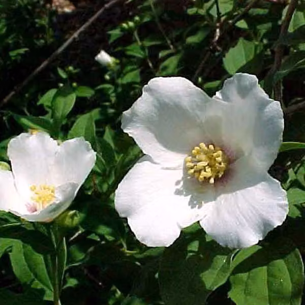 2 piante di gelsomino da giardino - Philadelphus 'Belle Etoile' | altezza 50-60 cm, in vaso