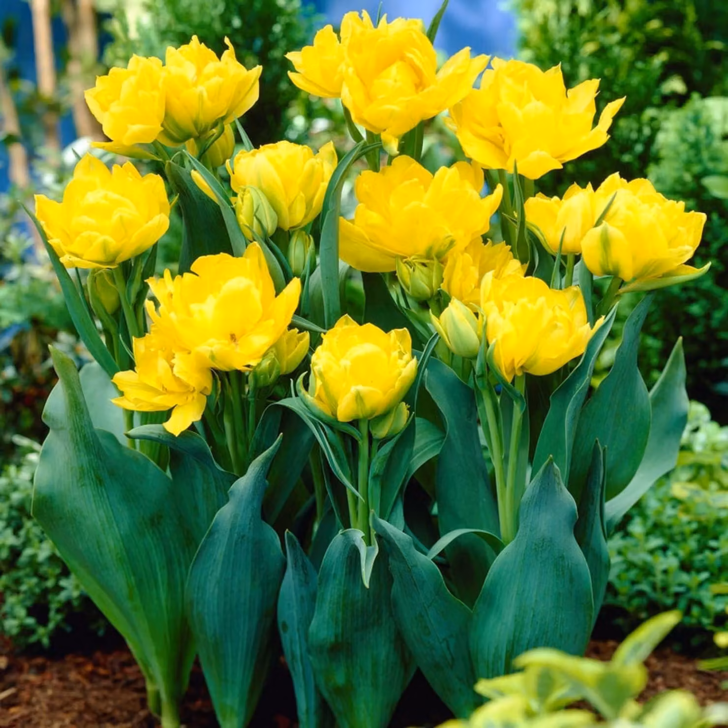 Bulbi di tulipano resistenti al freddo, perenni, doppi - Yellow Passion - 20 bulbi - Piante vere provenienti dall'Olanda - Tulipani per giardino e balcone (bulbi grandi, senza semi, non artificiali)
