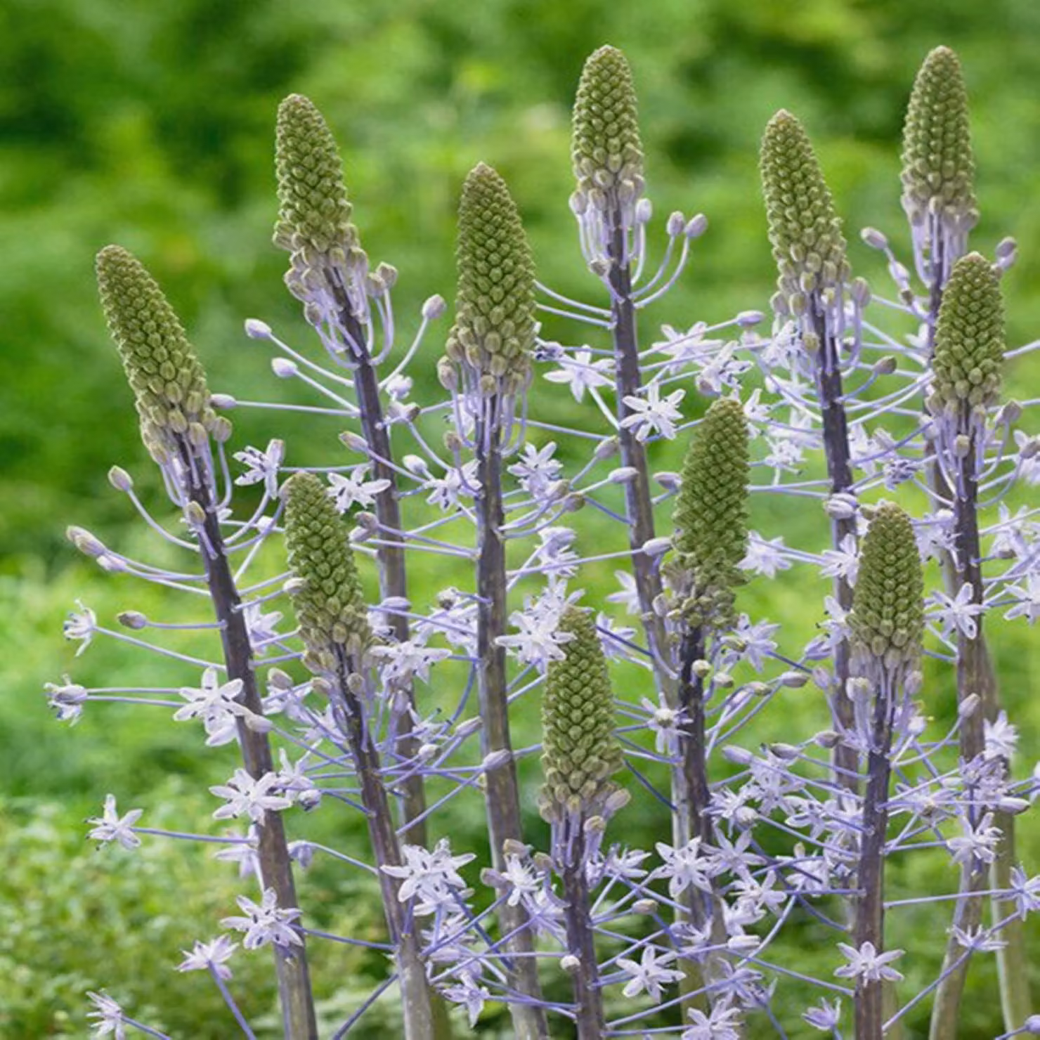 Bulbi di Scilla Bulbi di fiori Freccia blu 1 pz.