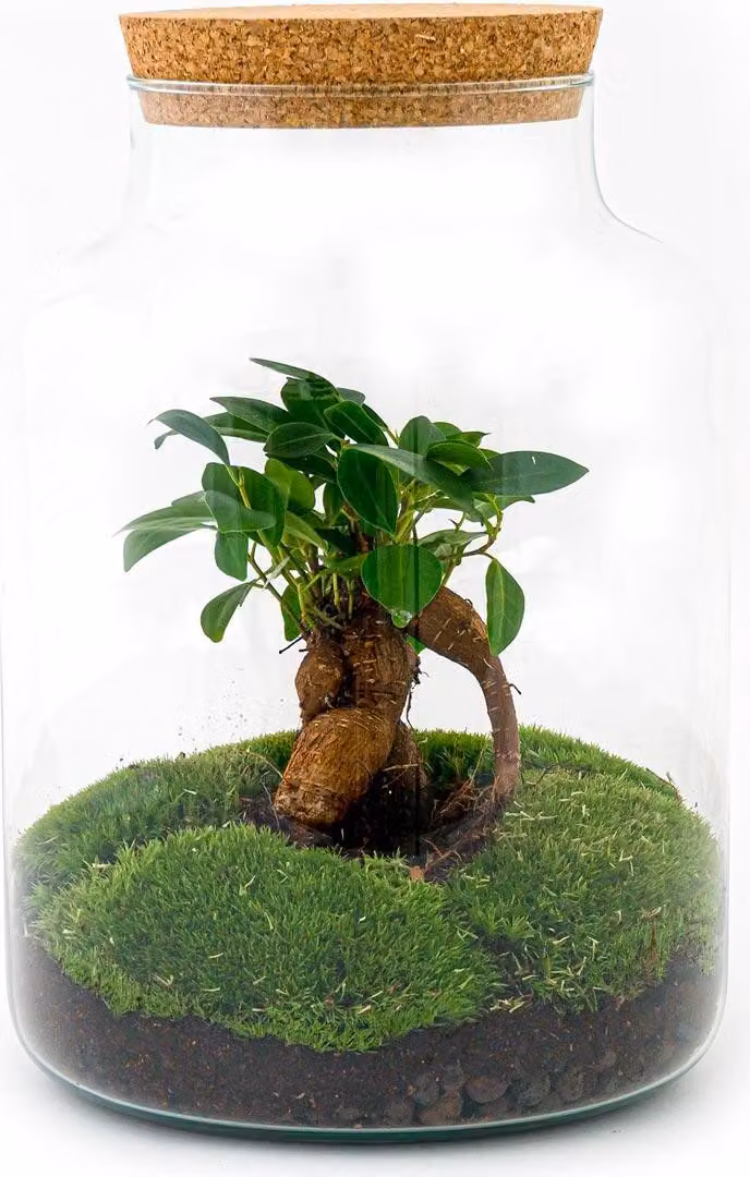 Kit fai da te per giardino in bottiglia "Terrarium Milky Bonsai" - Ø21cm