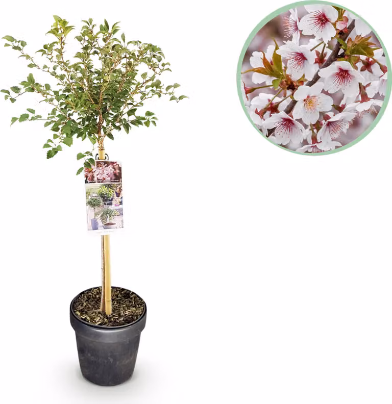 Prunus incisa Koujou-no-mai - Pianta da terrazzo - Decidua - Resistente - Fiore bianco - 80-90cm - Ø19cm - Pianta da giardino