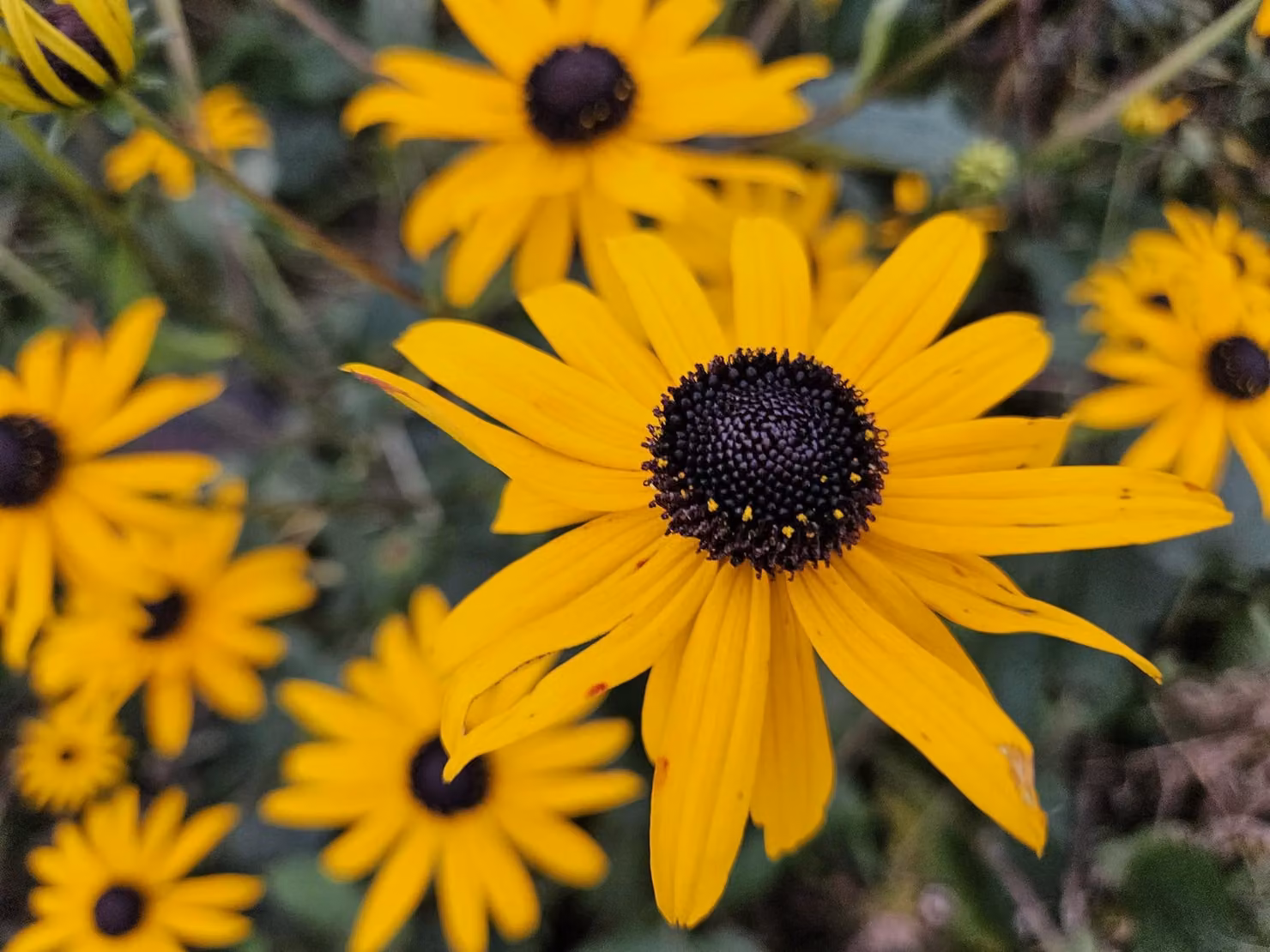 Rudbeckia fulgida 'Goldsturm' - Ø10-25cm - Ø9cm - 60 piante - Perenne rustica