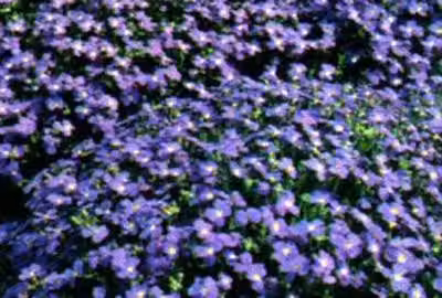 6 x Aubrieta hybrida 'Cascade Blue' - Blaukissen - Topf 9 x 9 cm